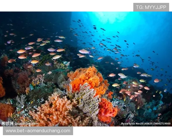 海洋之神国际版最新版本更新内容全面解析带来更多海底生物和丰富的游戏玩法